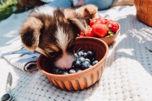 Can Dogs Eat Blueberries? Great Pet Care