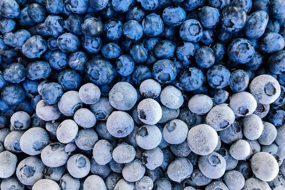 are blueberries bad for dogs