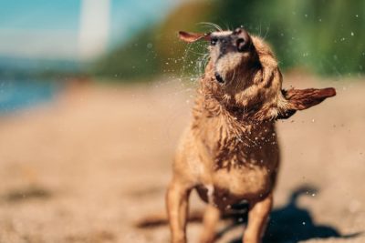Why Do Dogs Shake Their Heads? Great Pet Care