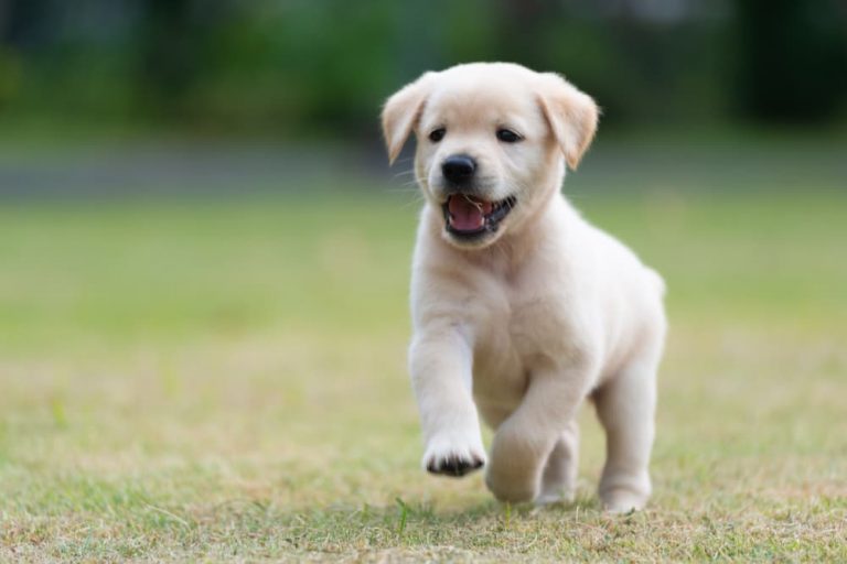 Happy puppy playing running in grass