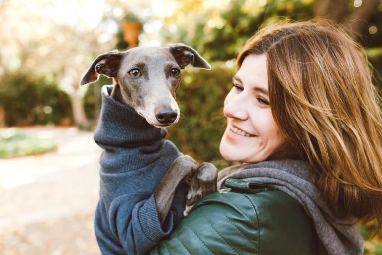 Italian Greyhound with pet parent