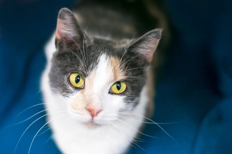 Cat Head Bobbing Why It Happens Great Pet Care