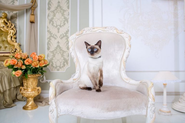 87 French Cat Names With Parisian Flair Great Pet Care