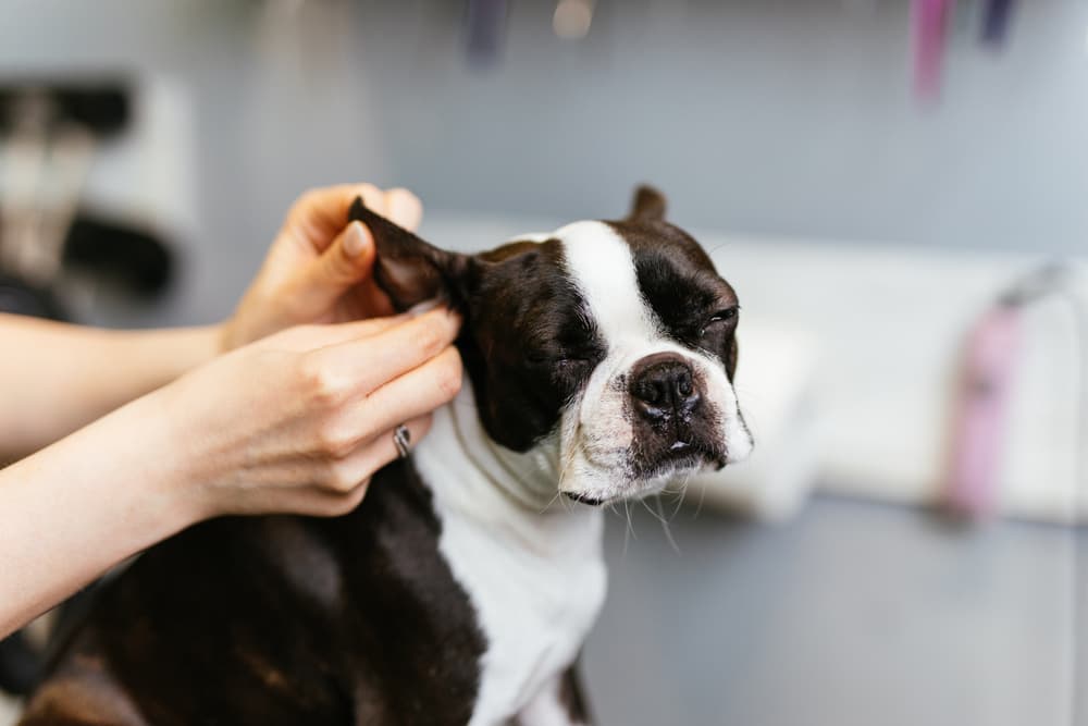 Vet checking dog's ears