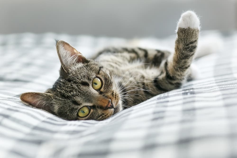 Cat laying down on the bed in a cozy plaid comforter