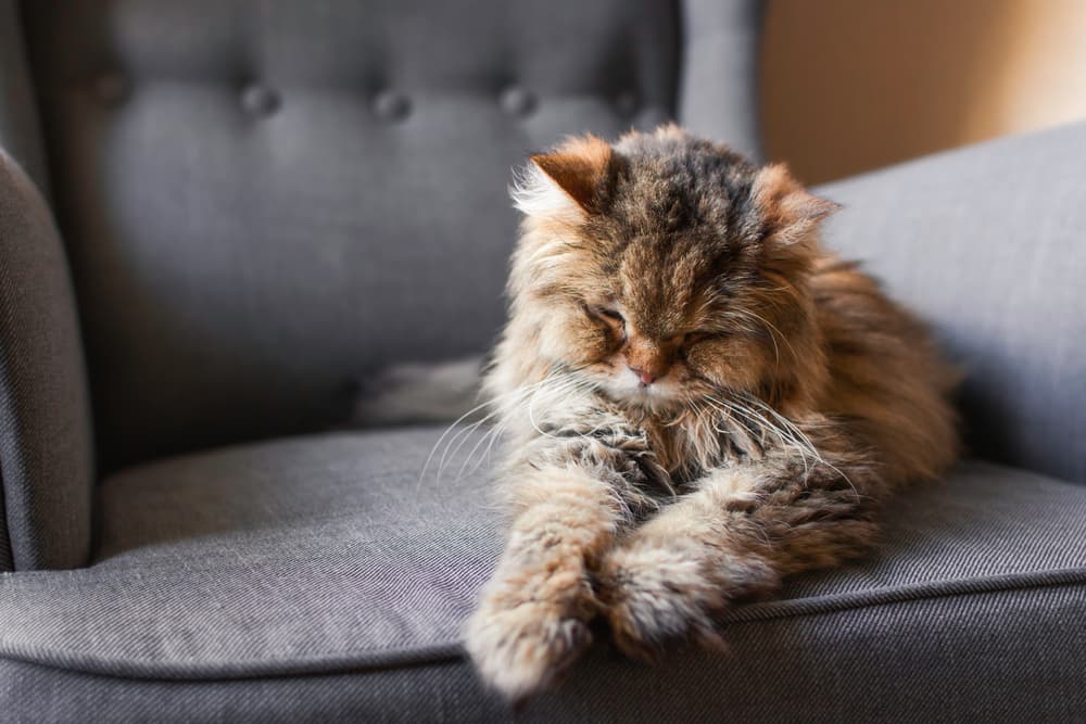 Cat leaning on edge of chair feeling sick