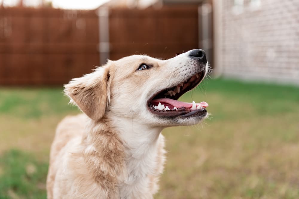 Dog smiling in backyard with mouth open and smiling