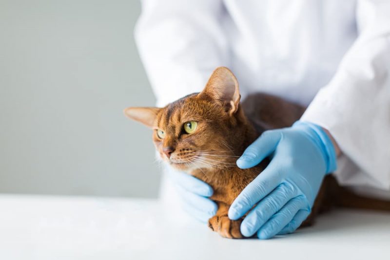 Cat Head Bobbing Why It Happens Great Pet Care