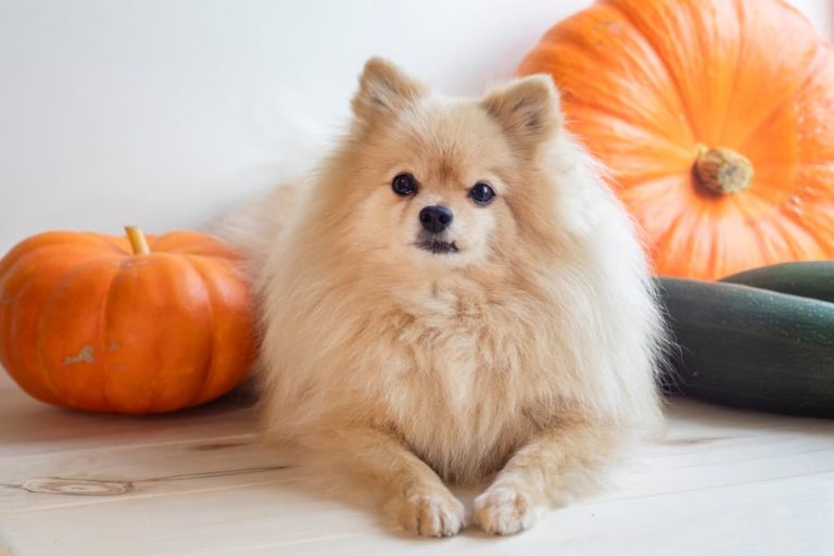 Dog posing with pumpkins