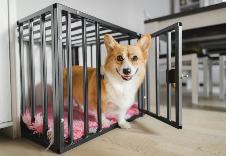 happy Corgi during crate training