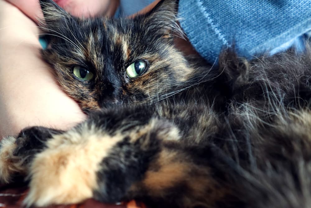 Cat cuddling with owner