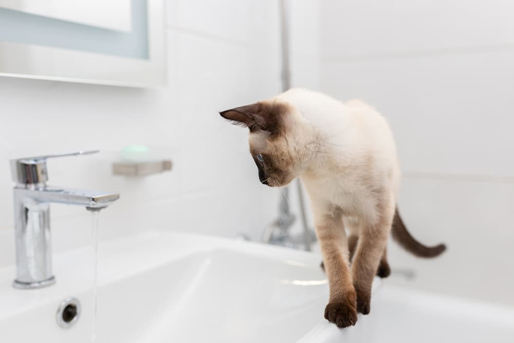 Cat in bathroom