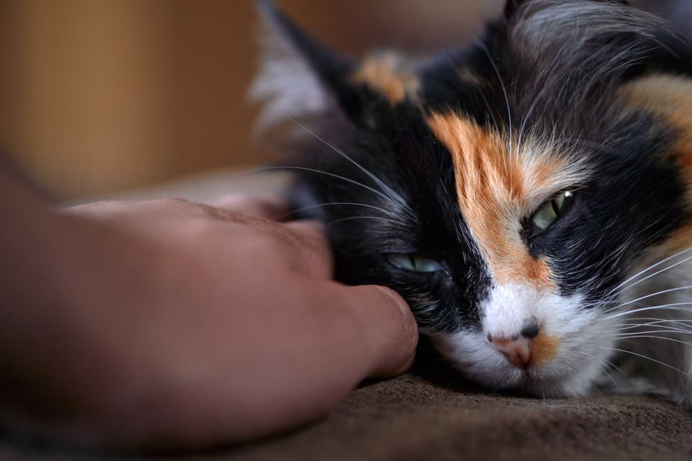 Bonded cat getting pets