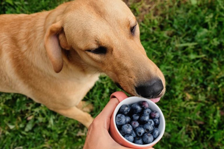 Dog outside next to owner with cup of blueberries