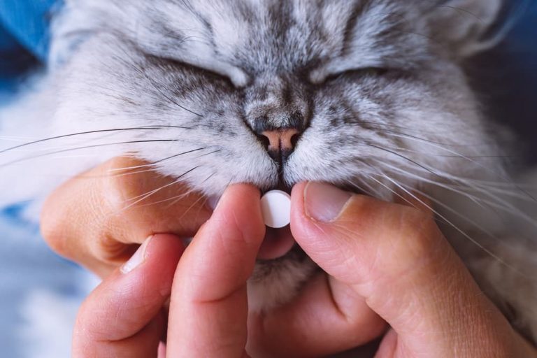 Metronidazole for Cats Great Pet Care