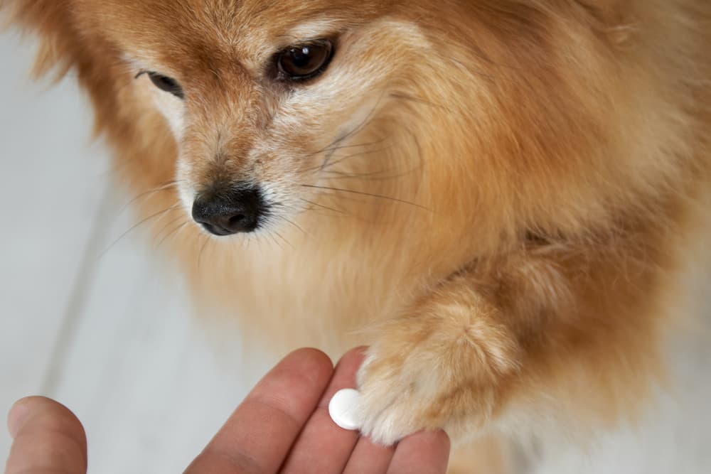 Owner holding pil for dog which is a dose of Metronidazole for Dogs