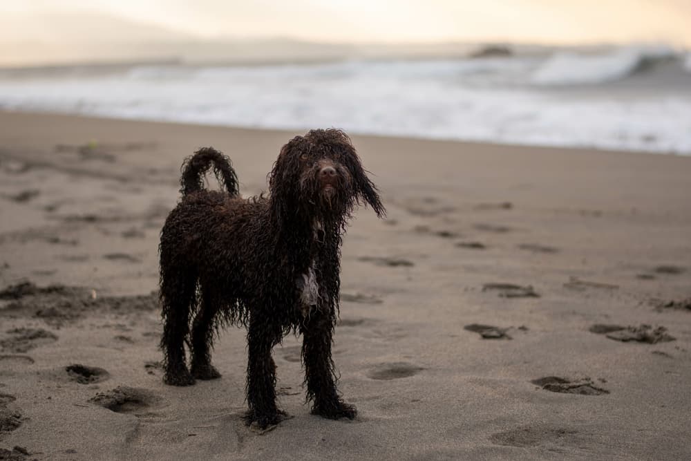 Irish Water Spaniel dog after swimming on the beach