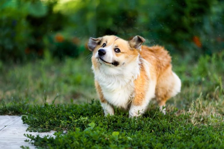 Why Do Dogs Shake Their Heads? Great Pet Care