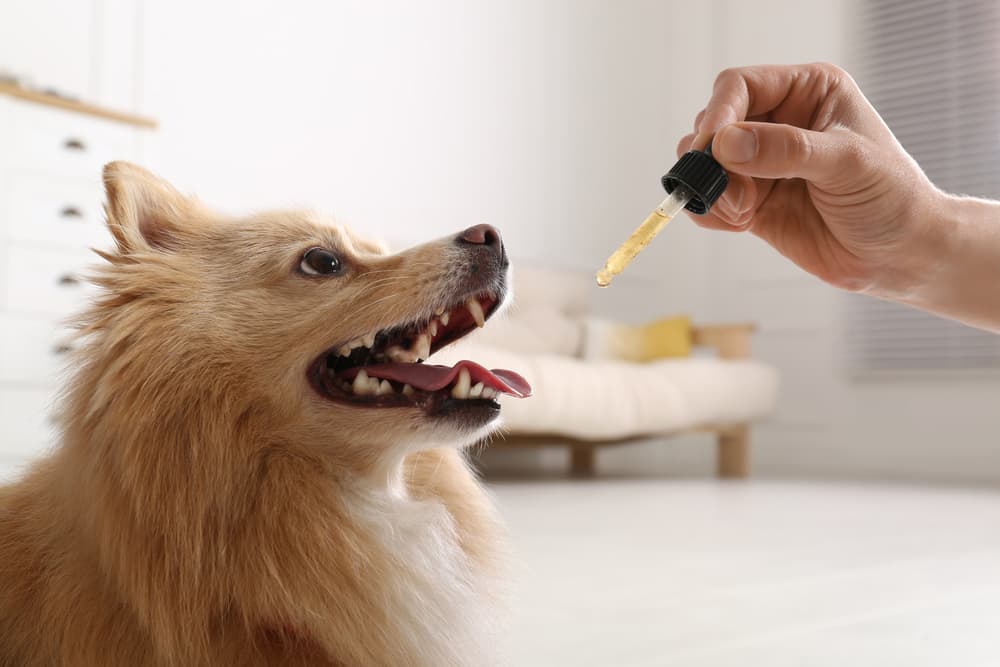 is human doxycycline safe for dogs