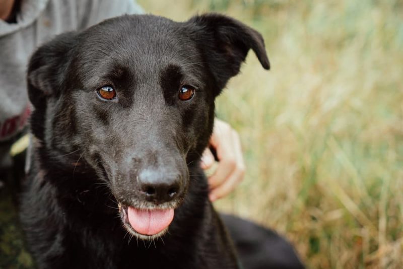 Why is My Dog Walking in Circles? Great Pet Care