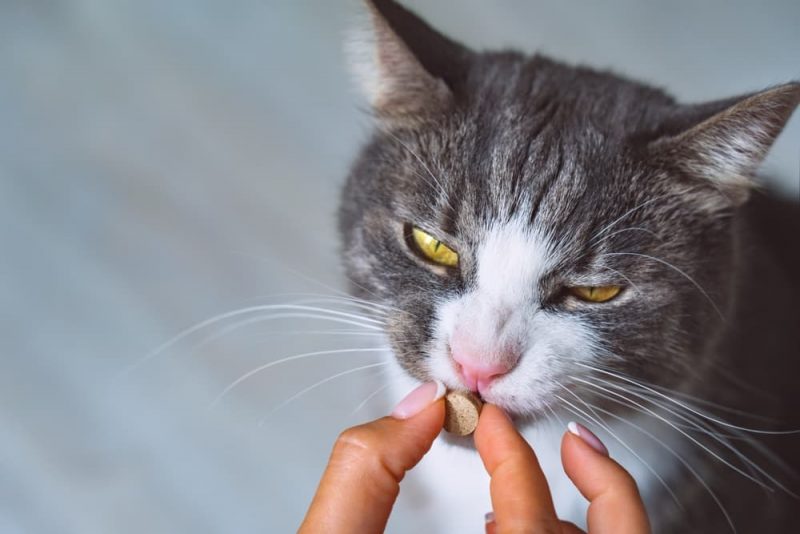 Metronidazole for Cats Great Pet Care