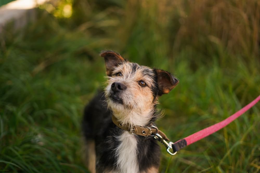 Dog on leash walking with head slightly tilted