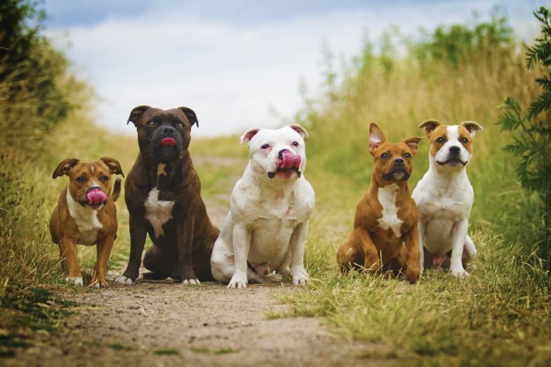 Pet Insurance for Dogs 11 Best Plans to Consider Great Pet Care