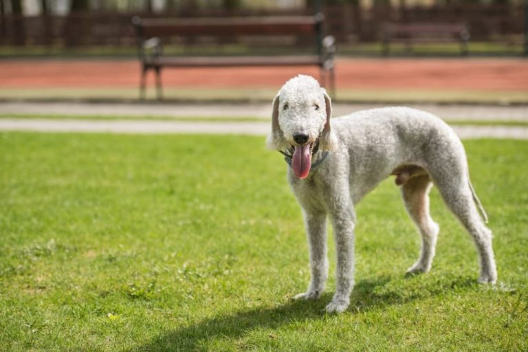 The Best Hypoallergenic, Low Dander Dogs | Great Pet Care