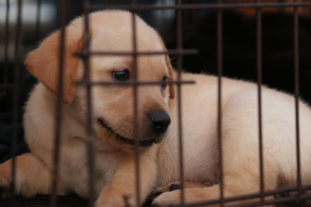 Puppy being trained in a crate