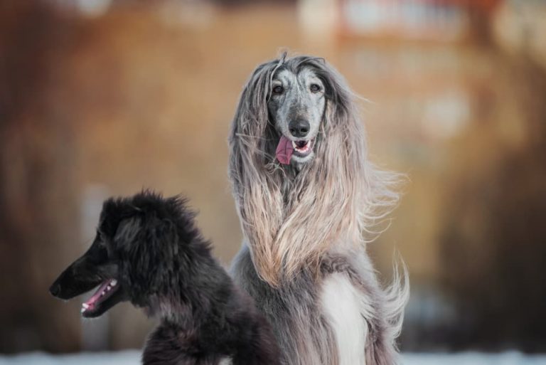 Picture of The Best Hypoallergenic, Low Dander Dogs | Great Pet Care