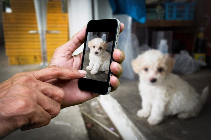 Why is My Dog Walking in Circles? Great Pet Care