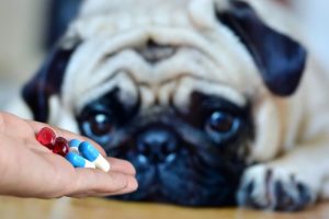 Metronidazole for Dogs | Great Pet Care