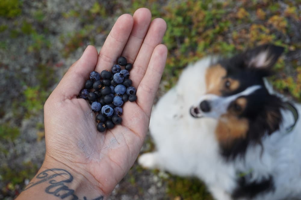 Dog sitting outside looking at blueberries in owner's hand