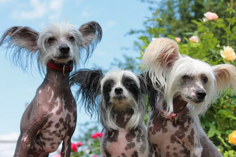 The Best Hypoallergenic, Low Dander Dogs | Great Pet Care