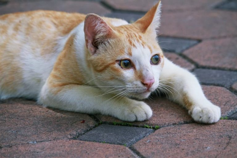 Cat Head Bobbing Why It Happens Great Pet Care