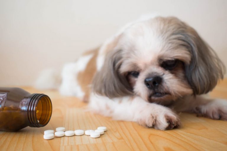 Doxycycline for Dogs Great Pet Care