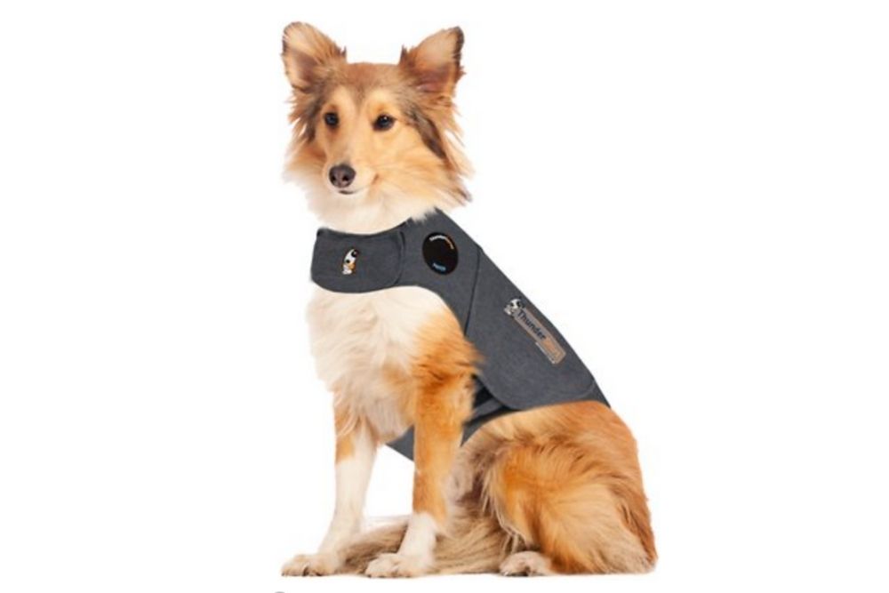 Dog in thunder shirt