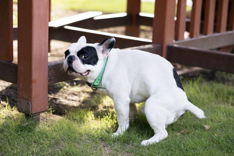 Dog pooping in yard