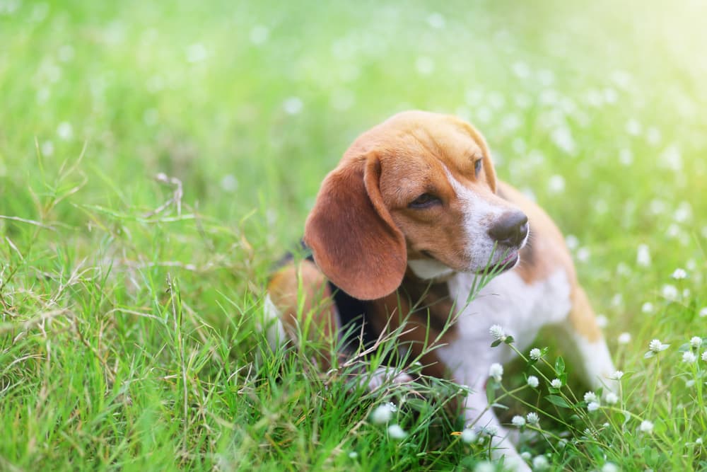 can fleas change dogs behavior