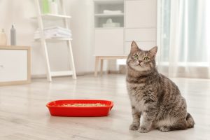 Cat Pooping Outside the Litter Box: Tips to Stop It Great Pet Care