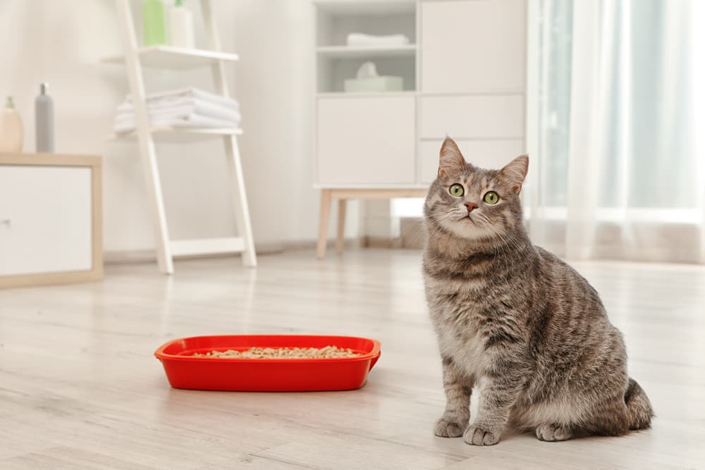 My cat is pooping outlet outside of litter box