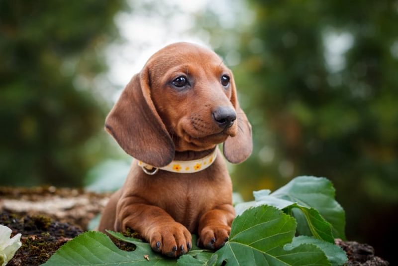 125 German Dog Names That Are Fantastisch Great Pet Care