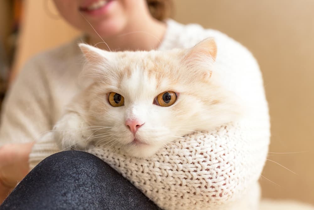 Cat being snuggled by owner