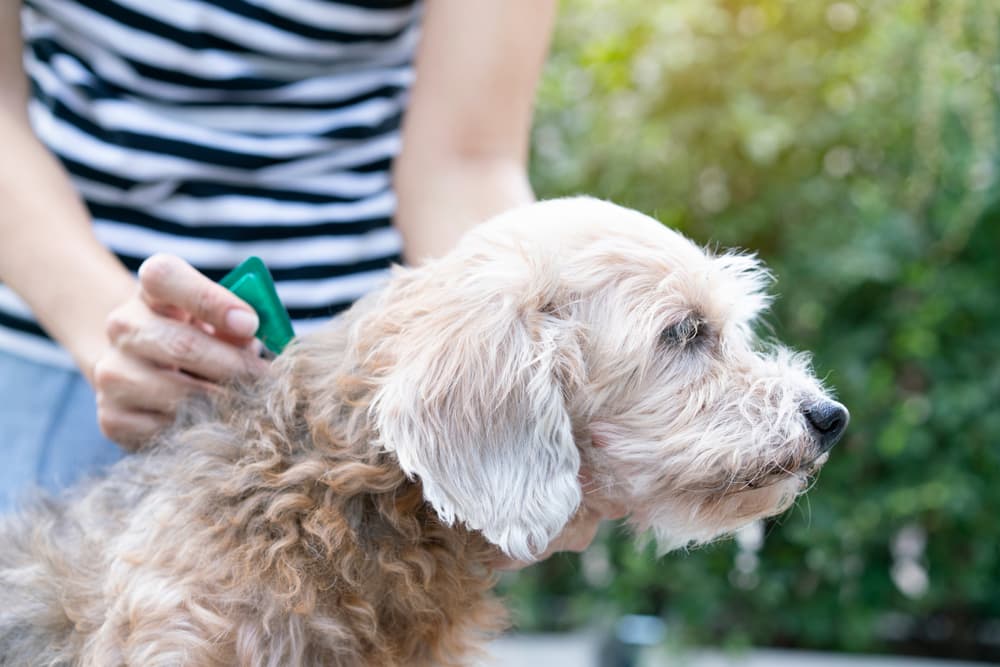 Dog getting a flea prevention treatment