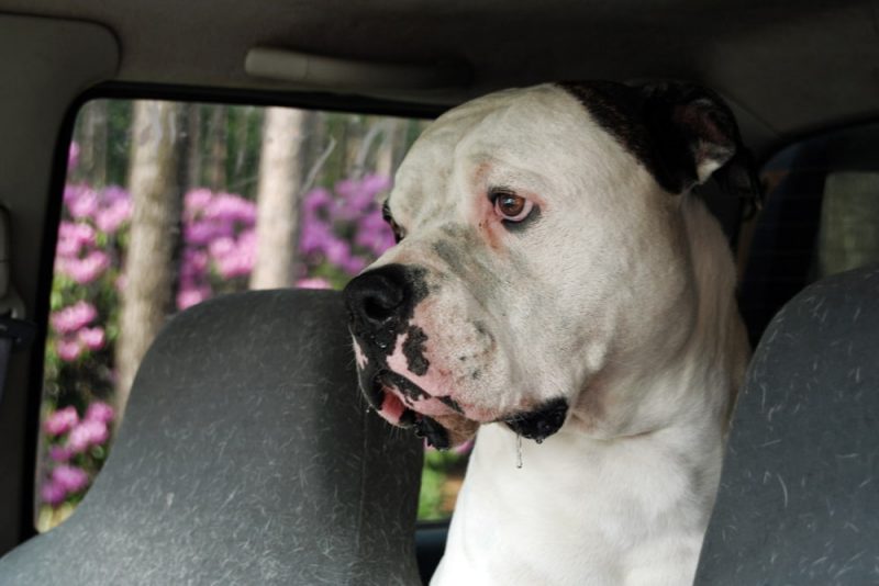 Antifreeze Poisoning in Dogs Great Pet Care