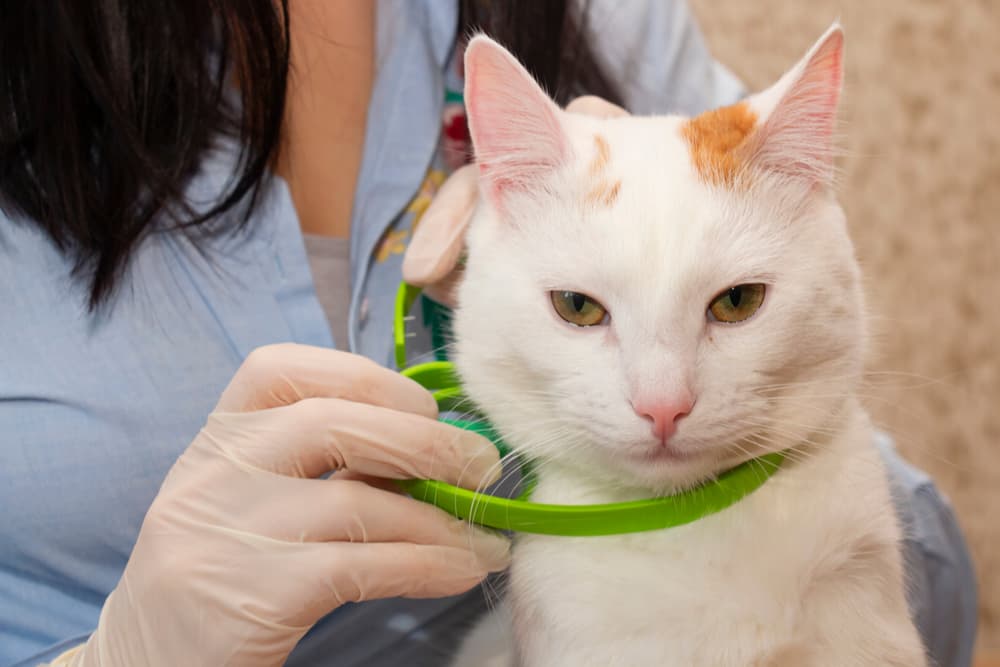 Applying a flea cat collar by a vet