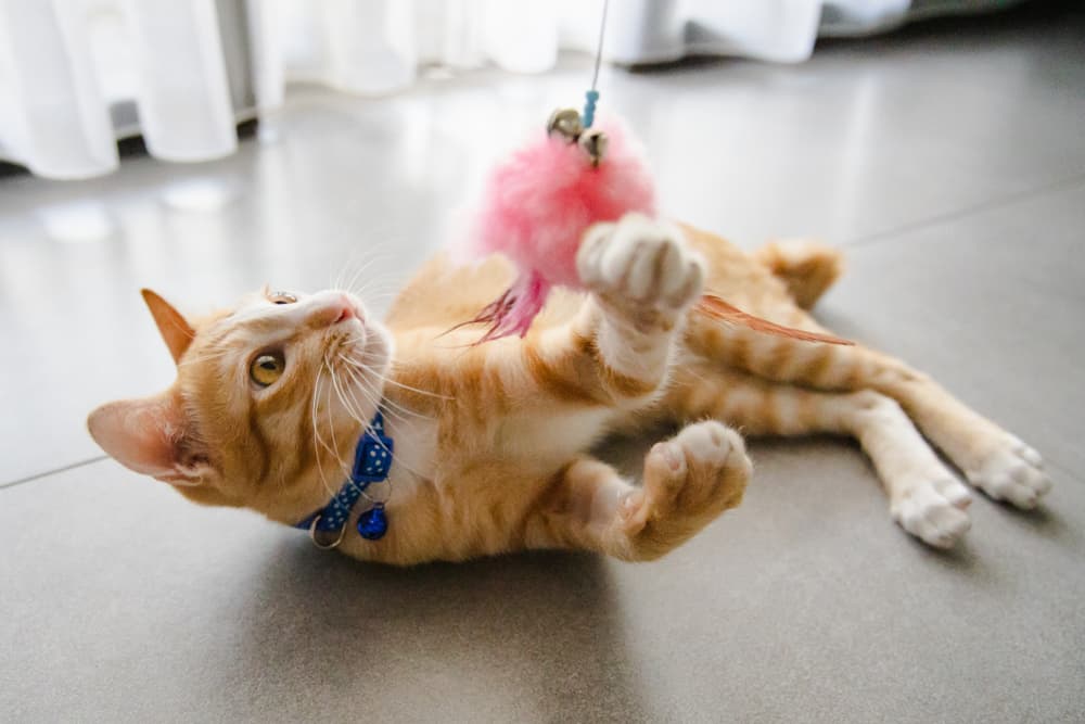 Cat playing with toy at home