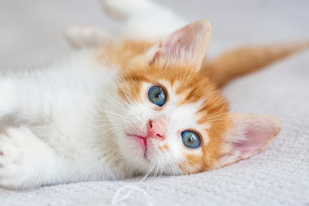 Sweet girl kitten laying on a blanket