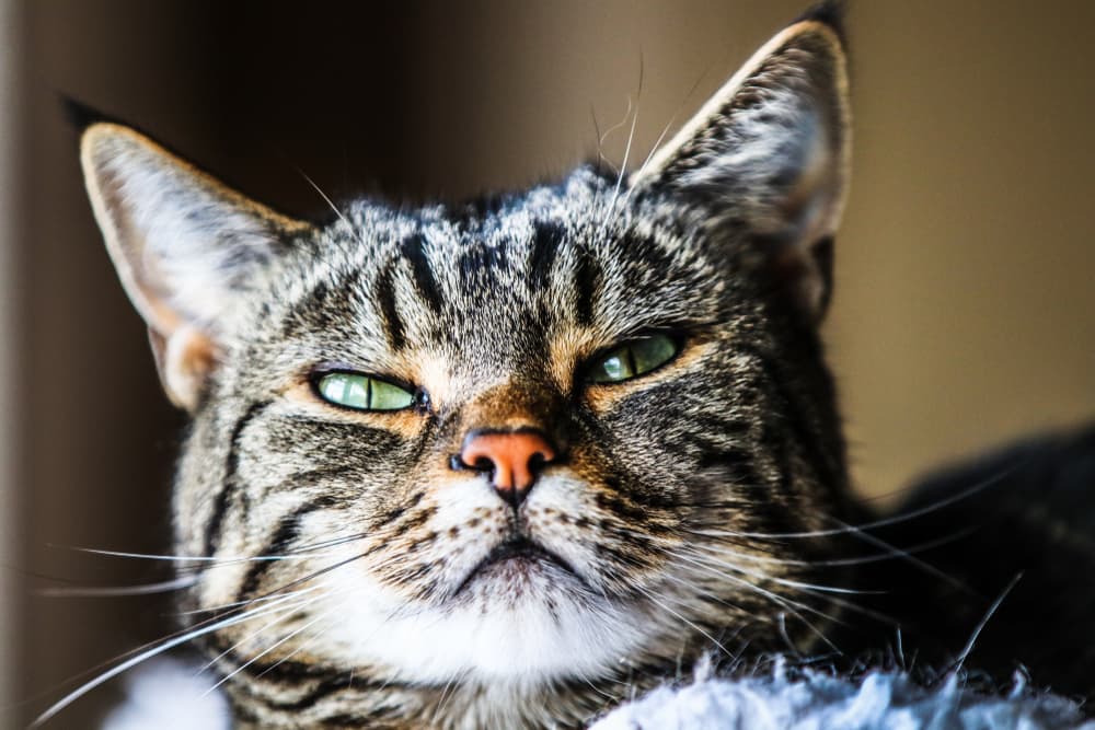 Cat squinting their eyes in the sun