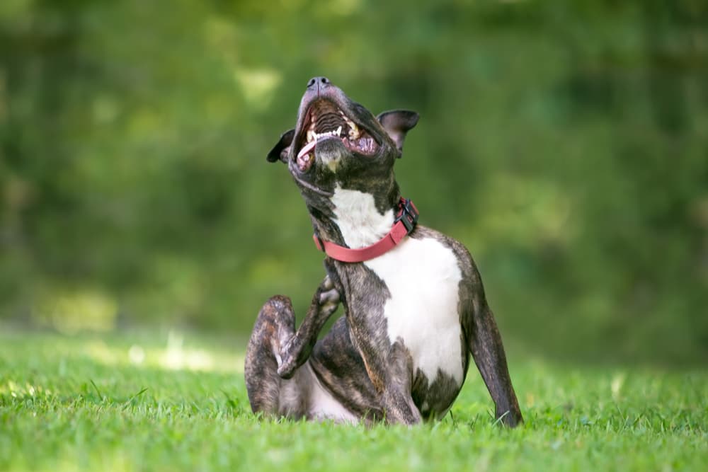 Dog scratching under collar